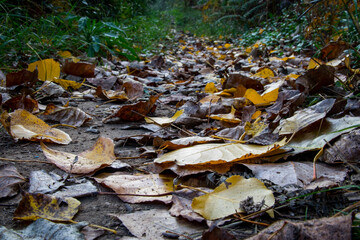 Autumnal walk along the Buñol river as it passes through Alborache (Valencia-Spain)