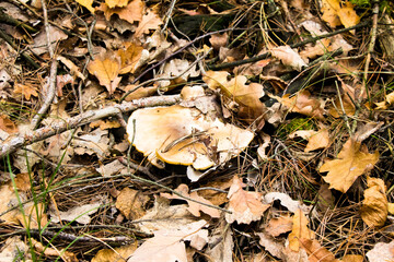 Autumn picking of mushrooms in the forest mushrooms in a bag and in a bucket on the hood of a car in a meadow