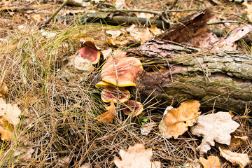 Autumn picking of mushrooms in the forest mushrooms in a bag and in a bucket on the hood of a car in a meadow