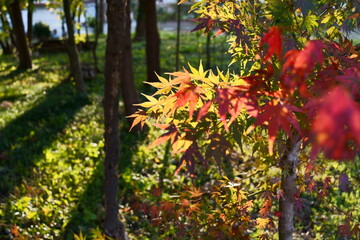 紅葉