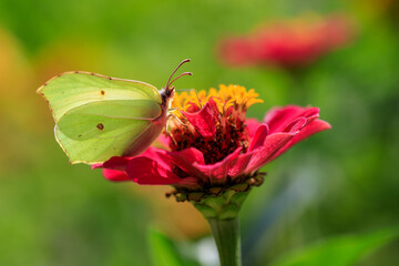 Close-up of butterfly common brimstone on the red flower