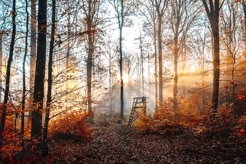 Gartenposter Grau 2 Foggy Autumn Forest at Suns rise