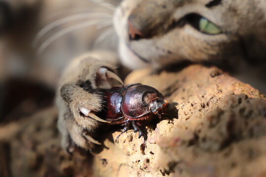 cat plays with beetle
