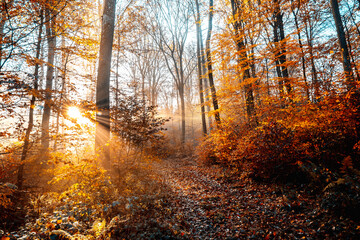 Foggy Autumn Forest at Suns rise