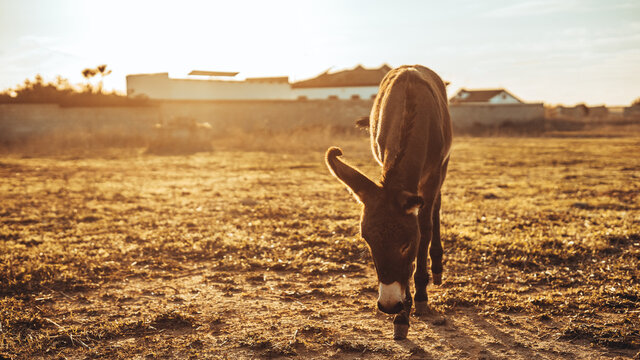 Chica joven andaluza ecuestre montando sobre caballo marron en un campo natural sin silla ni riendas en el sur de espa&ntilde;a al atardecer feliz