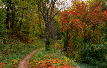 Fototapeta premium The forest is decorated with autumn colors. Hiking. Walk in the autumn forest.
