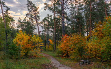 Fototapeta premium The forest is decorated with autumn colors. Hiking. Walk in the autumn forest.