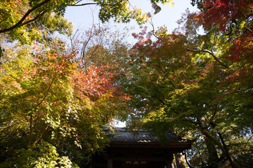 紅葉の中の山門