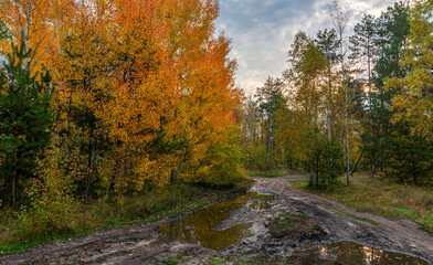 A scenic road that runs through meadows and along the forest. Puddles after rain. Countryside. Hiking.