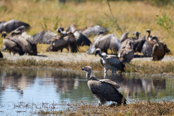 Vultures taking a bath in Botswana