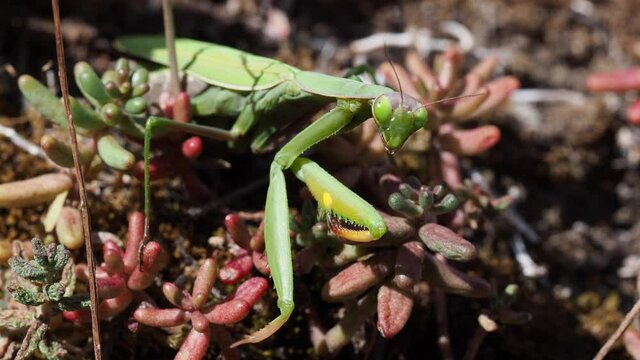 Europ&auml;ische Gottesanbeterin (Mantis religiosa)