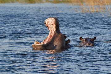 Fototapeta na wymiar Hippo with his mouth open in the Chobe river