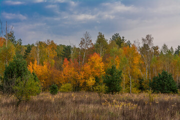 Fototapeta premium A scenic road that runs through meadows and along the forest. Countryside. Hiking.