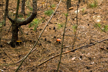 Autumn picking of mushrooms in the forest mushrooms in a bag and in a bucket on the hood of a car in a meadow
