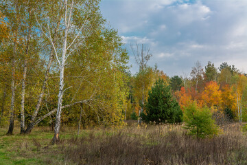 Fototapeta premium A scenic road that runs through meadows and along the forest. Countryside. Hiking.