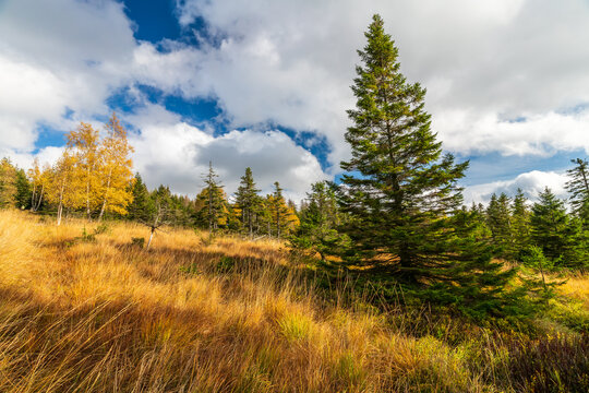 Autumn In The Harz Mountains