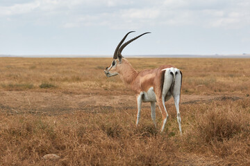 Grant gazelle in the Serengeti