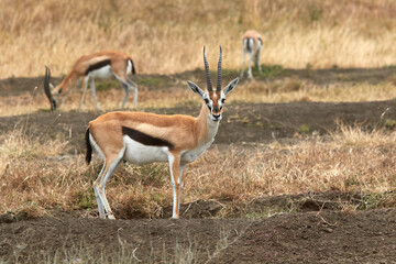 Naklejka na ściany i meble Grant gazelle in the Serengeti