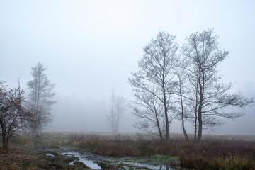 Dark and mystical October morning in the wilderness. Forest clearing with the wetlands and modest flora. Shapes of the trees are blurred due to heavy fog.