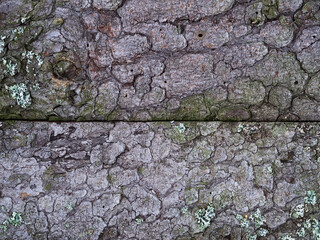 background from old boards with bark and moss. brown and gray, bark texture