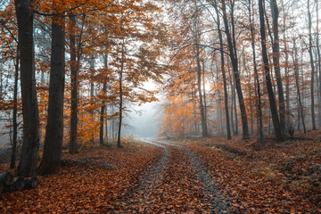 Foggy Autumn Forest