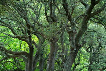 Old oaks, La Franqueta Area, The Ports Natural Park, Terres de l'Ebre, Tarragona, Catalunya, Spain