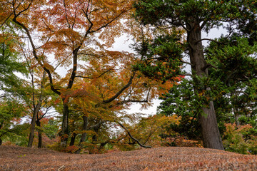 Naklejka premium 秋の箱根散策