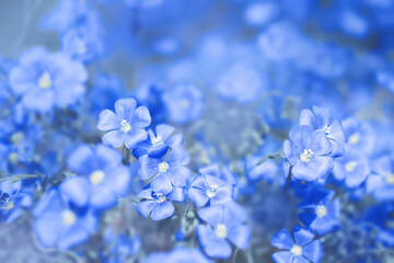 blue flax flowers in a meadow in blue tinted on a soft background. rich color. Selective, soft focus