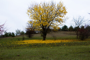 Fallen leaves from a tree autumn leafless tree
