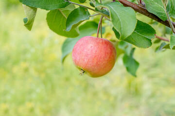 a ripe red Apple grows on a tree branch, close-up