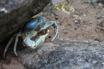 Blue land crab closeup in Ilhabela, Brazil.