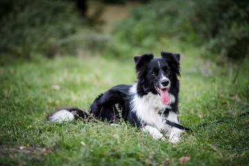Border Collie