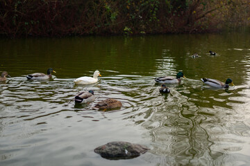 View of Ice House Hill Park Dundalk, Ireland