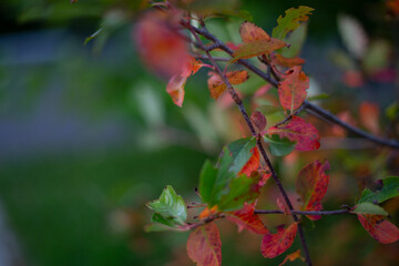Beautiful colorful autumn landscape in green and red tones: tree branch with juicy green leaves and red autumn leaves