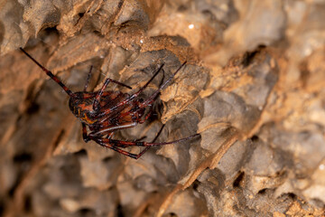 The european cave spider - Meta menardi hanging in an underground cave