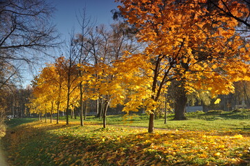 autumn maple alley illuminated by the sun