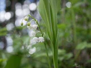 New little white flowers of the lysha in the spring forest on a sunny day.