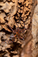 The european cave spider - Meta menardi hanging in an underground cave