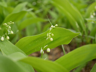 New little white flowers of the lysha in the spring forest on a sunny day.