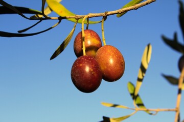 Olives on olive tree branch during autumn in the outskirts of Athens in Attica, Greece.
