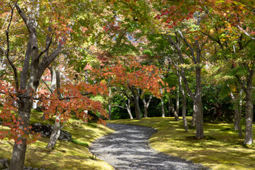 Naklejka premium 秋の箱根散策