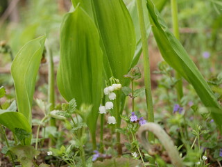 Obraz premium New little white flowers of the lysha in the spring forest on a sunny day.