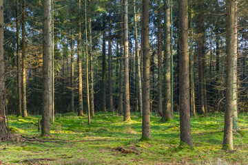Fototapeta na wymiar Spruce trees in the nature preserve of Borger, Netherlands