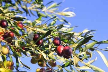 Olives on olive tree branch during autumn in the outskirts of Athens in Attica, Greece.