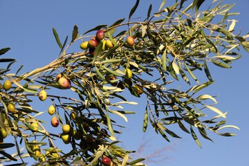 Olives on olive tree branch during autumn in the outskirts of Athens in Attica, Greece.