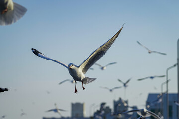 seagull in flight