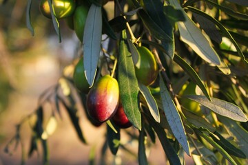 Olives on olive tree branch during autumn in the outskirts of Athens in Attica, Greece.