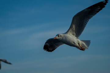 seagull in flight