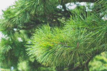 【伊勢神宮】三重