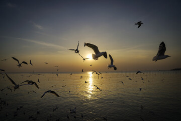 seagulls on the beach